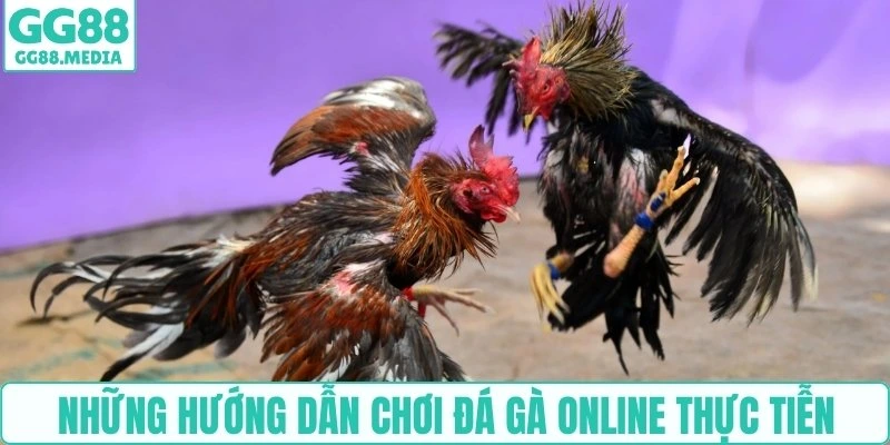 Những hướng dẫn chơi đá gà online thực tiễn