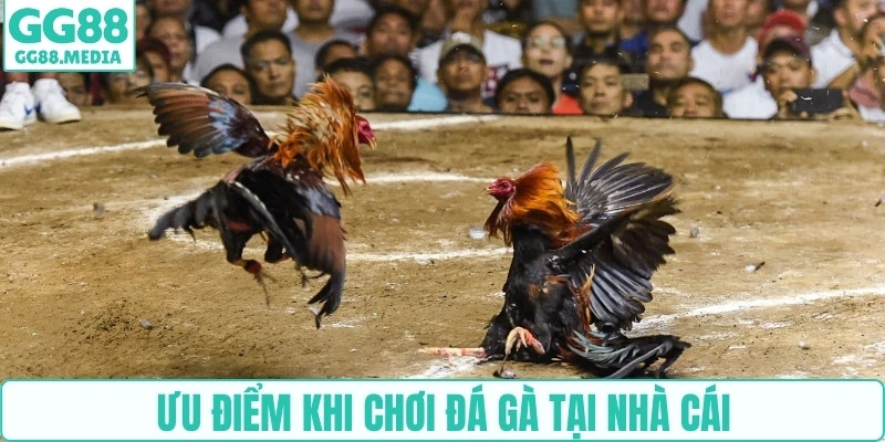 Đá Gà GG88 – Sân Chơi Dành Cho Những Chiến Kê Đẳng Cấp 2 Ưu điểm khi chơi đá gà tại nhà cái